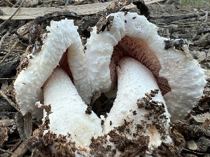  ( - MO547569)  @11 [ ] CreativeCommons - Attribution Share-Alike (2024) Unspecified Arizona Mushroom Society