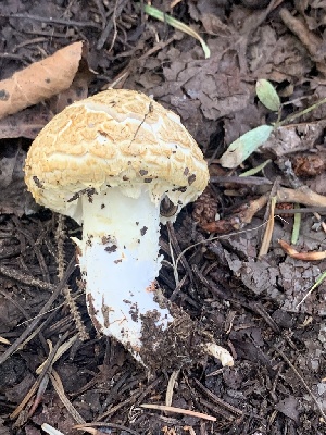  (Stropharia scabella - MO563235)  @11 [ ] CreativeCommons - Attribution Share-Alike (2024) Unspecified Arizona Mushroom Society