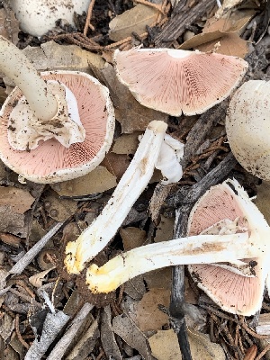  (Agaricus sp. TAC1587a - MO563241)  @11 [ ] CreativeCommons - Attribution Share-Alike (2024) Unspecified Arizona Mushroom Society
