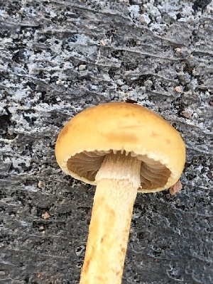  ( - MO519948)  @11 [ ] CreativeCommons - Attribution Share-Alike (2023) Unspecified Arizona Mushroom Society