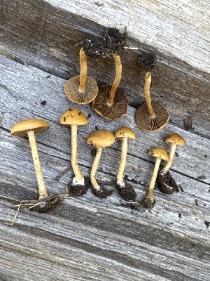  ( - MO577825)  @11 [ ] CreativeCommons - Attribution Share-Alike (2025) Unspecified Arizona Mushroom Society