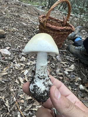  (Amanita bisporigera - MO547427)  @11 [ ] CreativeCommons - Attribution Share-Alike (2024) Unspecified Arizona Mushroom Society