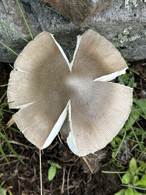  ( - MO551937)  @11 [ ] CreativeCommons - Attribution Share-Alike (2024) Unspecified Arizona Mushroom Society
