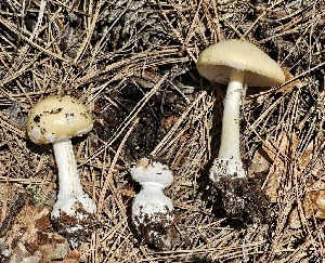  (Amanita sp. hallingiana nom prov - MO555133)  @11 [ ] CreativeCommons - Attribution Share-Alike (2024) Unspecified Arizona Mushroom Society