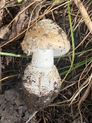  ( - MO561908)  @11 [ ] CreativeCommons - Attribution Share-Alike (2024) Unspecified Arizona Mushroom Society