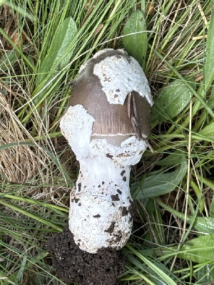  (Amanita sp. TAC659 - MO551938)  @11 [ ] CreativeCommons - Attribution Share-Alike (2024) Unspecified Arizona Mushroom Society