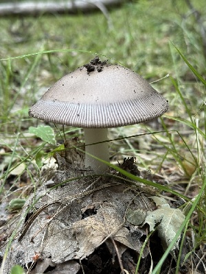  (Amanita sp. AZ32 - MO553820)  @11 [ ] CreativeCommons - Attribution Share-Alike (2024) Unspecified Arizona Mushroom Society