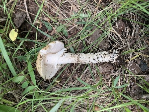  ( - MO561938)  @11 [ ] CreativeCommons - Attribution Share-Alike (2024) Unspecified Arizona Mushroom Society