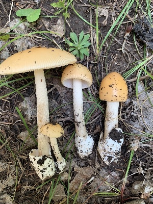  (Amanita barrowsii nom. prov - MO561941)  @11 [ ] CreativeCommons - Attribution Share-Alike (2024) Unspecified Arizona Mushroom Society