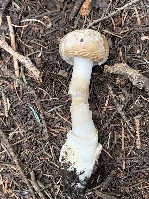  ( - MO561957)  @11 [ ] CreativeCommons - Attribution Share-Alike (2024) Unspecified Arizona Mushroom Society