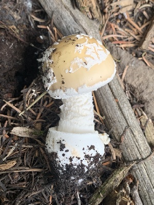  (Amanita tlaxcalipanthera nom. prov - MO563232)  @11 [ ] CreativeCommons - Attribution Share-Alike (2024) Unspecified Arizona Mushroom Society