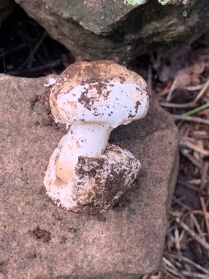  (Amanita sp. BE76 - MO563245)  @11 [ ] CreativeCommons - Attribution Share-Alike (2024) Unspecified Arizona Mushroom Society