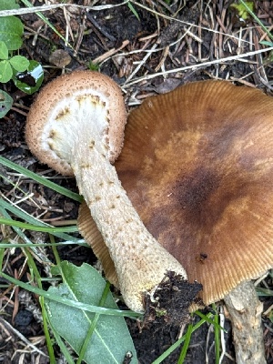  ( - MO585401)  @11 [ ] CreativeCommons - Attribution Share-Alike (2025) Unspecified Arizona Mushroom Society