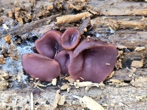  (Ascocoryne sp - MO570082)  @11 [ ] CreativeCommons - Attribution Share-Alike (2025) Unspecified Arizona Mushroom Society