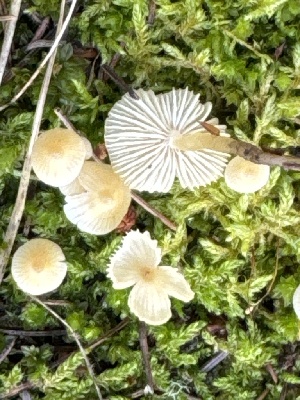  (Atheniella sp. TAC2249a - MO556112)  @11 [ ] CreativeCommons - Attribution Share-Alike (2024) Unspecified Arizona Mushroom Society