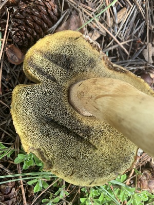  (Boletus rubriceps - MO563251)  @11 [ ] CreativeCommons - Attribution Share-Alike (2024) Unspecified Arizona Mushroom Society
