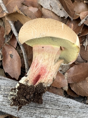  ( - MO563043)  @11 [ ] CreativeCommons - Attribution Share-Alike (2024) Unspecified Arizona Mushroom Society
