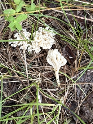  (Clavulina sphaeropedunculata - MO585380)  @11 [ ] CreativeCommons - Attribution Share-Alike (2025) Unspecified Arizona Mushroom Society