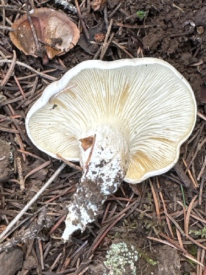  ( - MO585358)  @11 [ ] CreativeCommons - Attribution Share-Alike (2025) Unspecified Arizona Mushroom Society