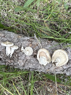  ( - MO585359)  @11 [ ] CreativeCommons - Attribution Share-Alike (2025) Unspecified Arizona Mushroom Society