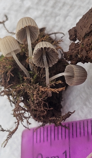  (Coprinellus disseminatus - MO573995)  @11 [ ] CreativeCommons - Attribution Share-Alike (2025) Unspecified Arizona Mushroom Society