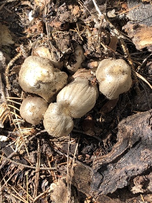  (Coprinopsis romagnesiana - MO527431)  @11 [ ] CreativeCommons - Attribution Share-Alike (2023) Unspecified Arizona Mushroom Society