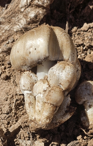  (Coprinopsis atramentaria var. squamosa - MO547106)  @11 [ ] CreativeCommons - Attribution Share-Alike (2024) Unspecified Arizona Mushroom Society