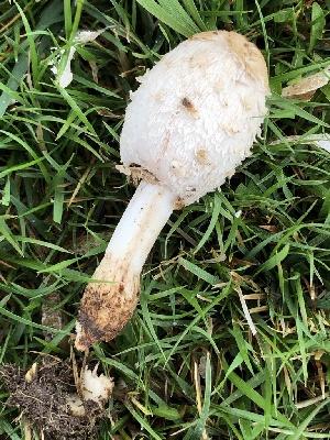  (Coprinus - MO547337)  @11 [ ] CreativeCommons - Attribution Share-Alike (2024) Unspecified Arizona Mushroom Society