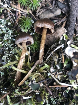  (Cortinarius desertorum - MO528227)  @11 [ ] CreativeCommons - Attribution Share-Alike (2023) Unspecified Arizona Mushroom Society