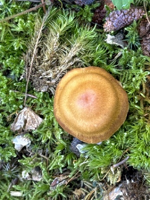  ( - MO555793)  @11 [ ] CreativeCommons - Attribution Share-Alike (2024) Unspecified Arizona Mushroom Society