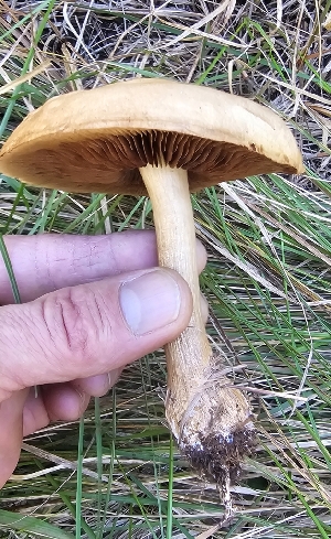 (Agrocybe sp. flexuosipes-KMF163 - MO561529)  @11 [ ] CreativeCommons - Attribution Share-Alike (2024) Unspecified Arizona Mushroom Society