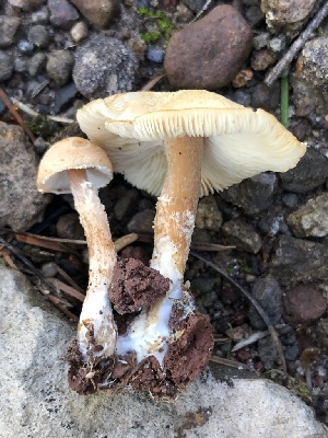  (Cystodermella cf. granulosa - MO528327)  @11 [ ] CreativeCommons - Attribution Share-Alike (2023) Unspecified Arizona Mushroom Society