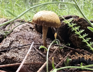  ( - MO558972)  @11 [ ] CreativeCommons - Attribution Share-Alike (2024) Unspecified Arizona Mushroom Society