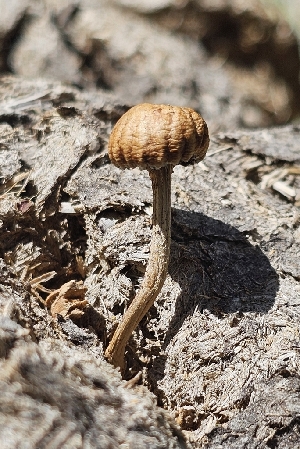  (Deconica sp. TAC175 - MO561280)  @11 [ ] CreativeCommons - Attribution Share-Alike (2024) Unspecified Arizona Mushroom Society
