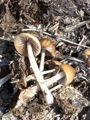  ( - MO581010)  @11 [ ] CreativeCommons - Attribution Share-Alike (2025) Unspecified Arizona Mushroom Society