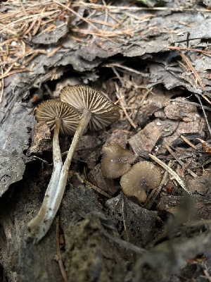  ( - MO553676)  @11 [ ] CreativeCommons - Attribution Share-Alike (2024) Unspecified Arizona Mushroom Society