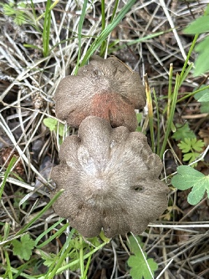  ( - MO585373)  @11 [ ] CreativeCommons - Attribution Share-Alike (2025) Unspecified Arizona Mushroom Society