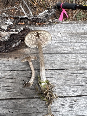  ( - MO585377)  @11 [ ] CreativeCommons - Attribution Share-Alike (2025) Unspecified Arizona Mushroom Society