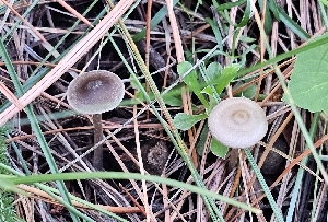  (Entoloma incanosquamulosum - MO558964)  @11 [ ] CreativeCommons - Attribution Share-Alike (2024) Unspecified Arizona Mushroom Society