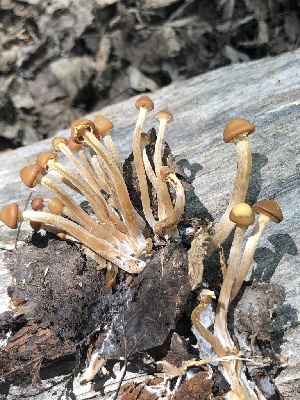  ( - MO520921)  @11 [ ] CreativeCommons - Attribution Share-Alike (2023) Unspecified Arizona Mushroom Society