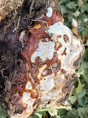  (Ganoderma - MO532881)  @11 [ ] CreativeCommons - Attribution Share-Alike (2023) Unspecified Arizona Mushroom Society