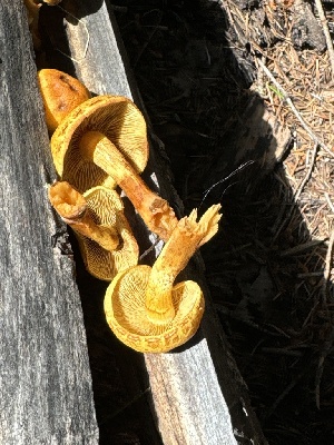  (Pleuroflammula sp. TAC703 - MO556114)  @11 [ ] CreativeCommons - Attribution Share-Alike (2024) Unspecified Arizona Mushroom Society