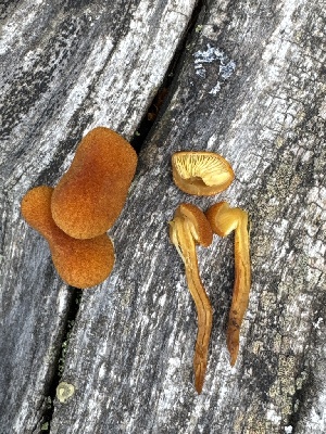  ( - MO585416)  @11 [ ] CreativeCommons - Attribution Share-Alike (2025) Unspecified Arizona Mushroom Society