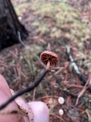  (Paragymnopus pinophilus - MO527424)  @11 [ ] CreativeCommons - Attribution Share-Alike (2023) Unspecified Arizona Mushroom Society