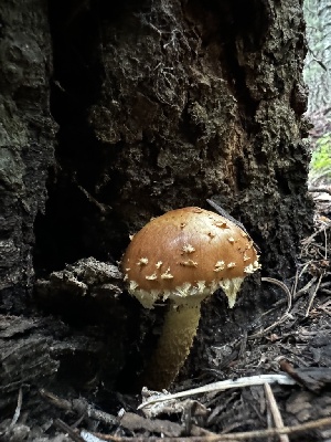  ( - MO558378)  @11 [ ] CreativeCommons - Attribution Share-Alike (2024) Unspecified Arizona Mushroom Society