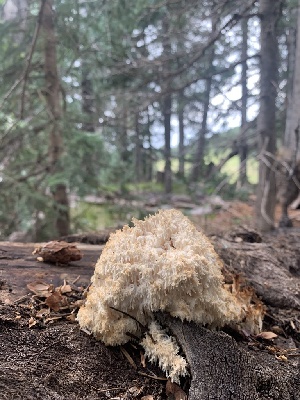  (Hericium - MO561876)  @11 [ ] CreativeCommons - Attribution Share-Alike (2024) Unspecified Arizona Mushroom Society