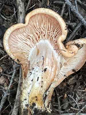  ( - MO556000)  @11 [ ] CreativeCommons - Attribution Share-Alike (2024) Unspecified Arizona Mushroom Society