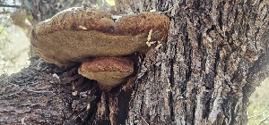  ( - MO546482)  @11 [ ] CreativeCommons - Attribution Share-Alike (2024) Unspecified Arizona Mushroom Society