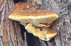  ( - MO560250)  @11 [ ] CreativeCommons - Attribution Share-Alike (2024) Unspecified Arizona Mushroom Society