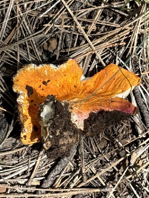  ( - MO555882)  @11 [ ] CreativeCommons - Attribution Share-Alike (2024) Unspecified Arizona Mushroom Society